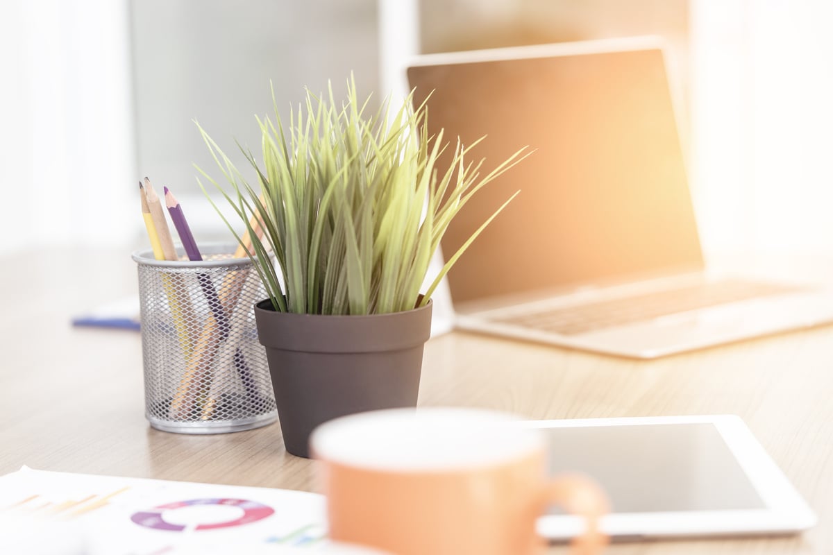 Modern Office space with plant and laptop computer